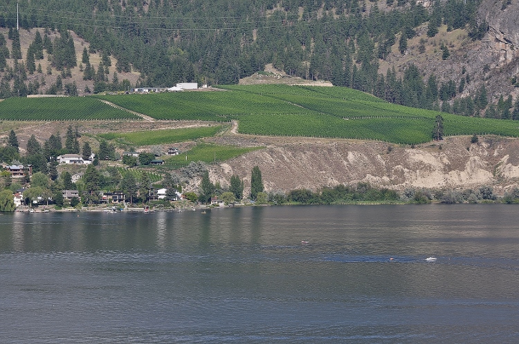vineyards on hillside